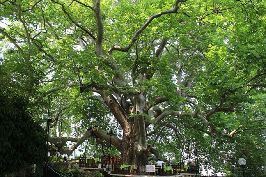 Kültürel miras anıt ağaçlar korunma altında