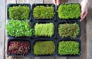 Mikro bitkiler nedir?