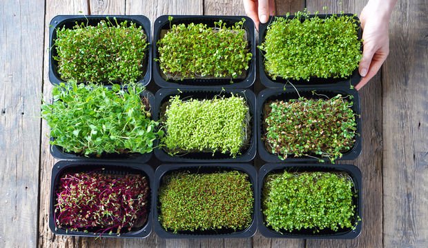 Mikro bitkiler nedir?